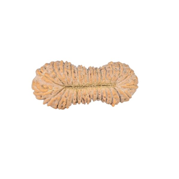 30 Mukhi Rudraksha 21.1mm 0.73gm - Rudraksha back