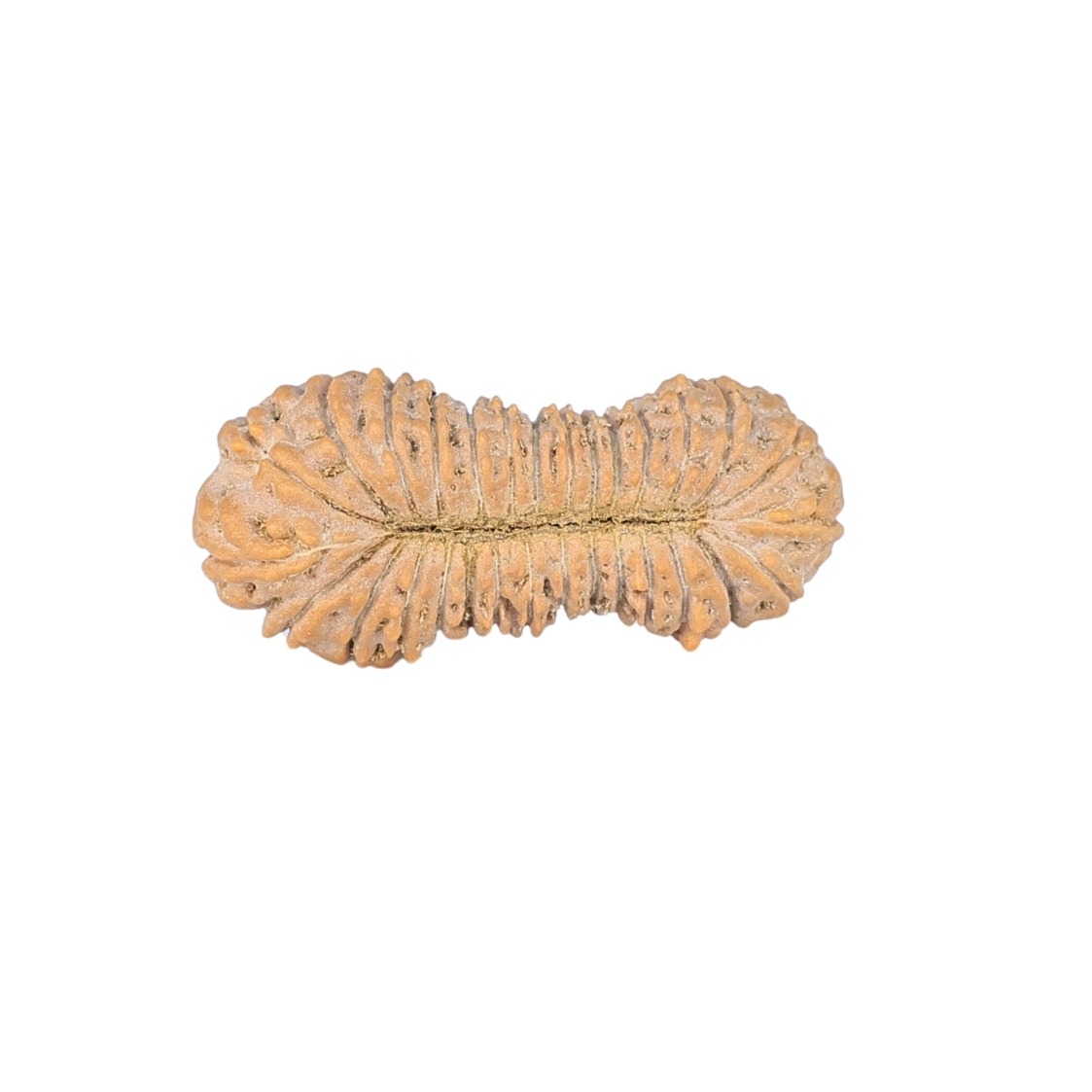 30 Mukhi Rudraksha 21.1mm 0.73gm - Rudraksha back