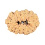 14 Mukhi Rudraksha 23.1mm 1.87gm - Rudraksha back
