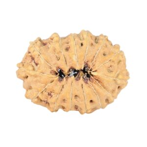 14 Mukhi Rudraksha 23.1mm 1.87gm - Rudraksha back