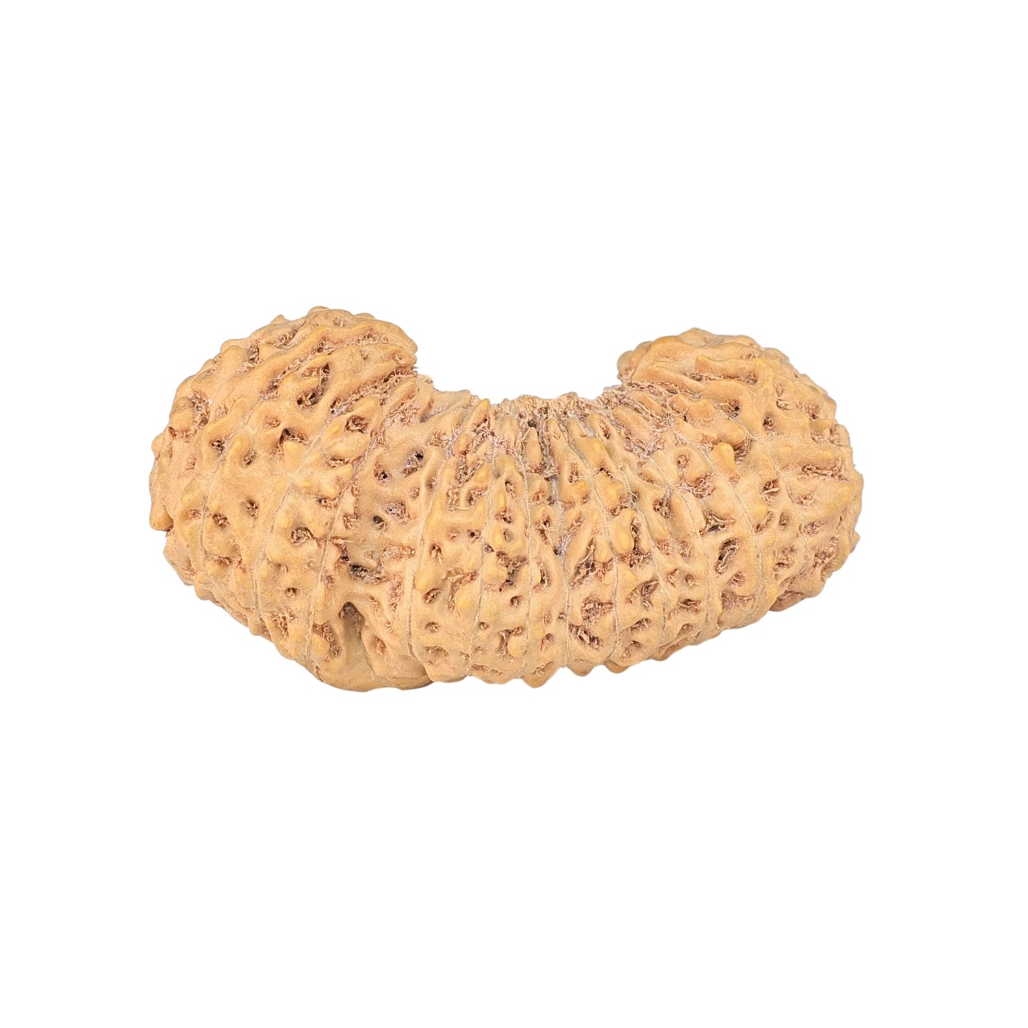 27 MK Gaurishankar 30.4mm 2.68gm - Rudraksha back