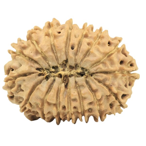 16 Mukhi Rudraksha 26.6mm 3.2gm - Rudraksha back