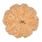 8 Mukhi Rudraksha 28.3mm 7.39gm - Rudraksha back