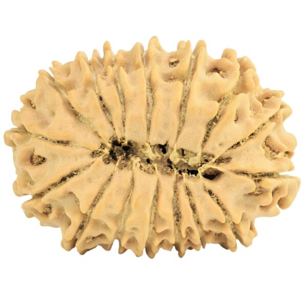 16 Mukhi Rudraksha 27.1mm 3.46gm - Rudraksha back