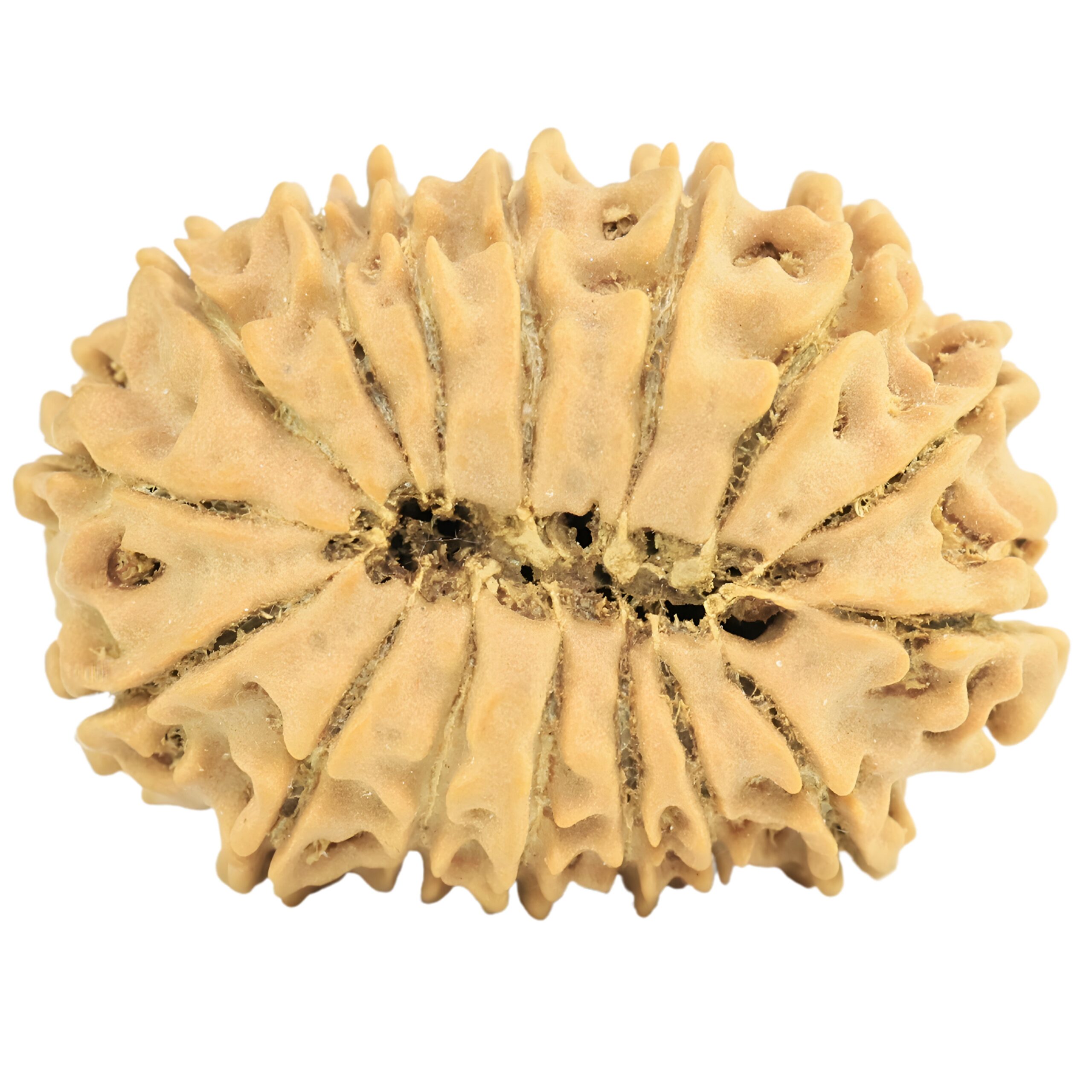 16 Mukhi Rudraksha 27.1mm 3.46gm - Rudraksha back