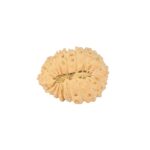 19 Mukhi Rudraksha 16.9mm 1.13gm - Rudraksha back