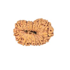 16 Mukhi Rudraksha 23.8mm 2.54gm - Rudraksha back