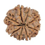 8 Mukhi Rudraksha 27.2mm 6.37gm - Rudraksha back