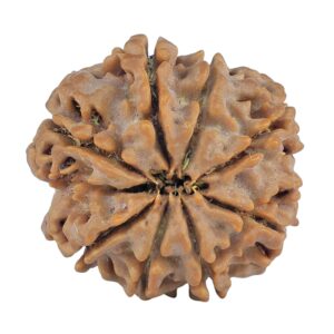 8 Mukhi Rudraksha 27.2mm 6.37gm - Rudraksha back