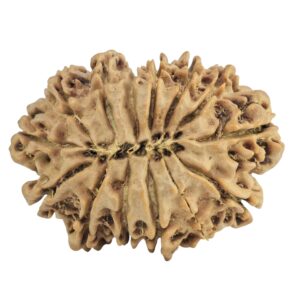 14 Mukhi Rudraksha 29.8mm 4.63gm - Rudraksha back