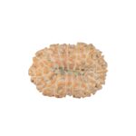 16 Mukhi Rudraksha 26.6mm 3.62gm - Rudraksha back