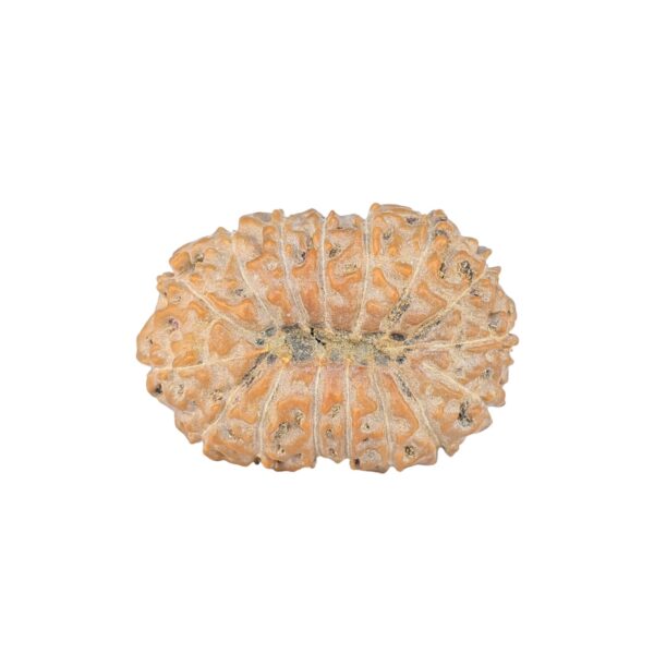16 Mukhi Rudraksha 26.6mm 3.62gm - Rudraksha back