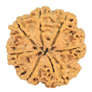 8 Mukhi Rudraksha 29.1mm 5.73gm - Origin: Nepal - Rudraksha back