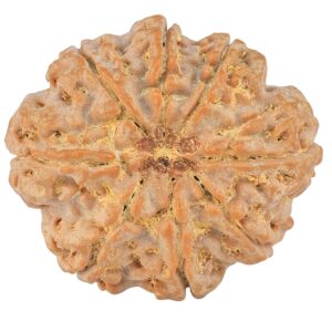 8 Mukhi Rudraksha 27.6mm 6.25gm - Rudraksha back