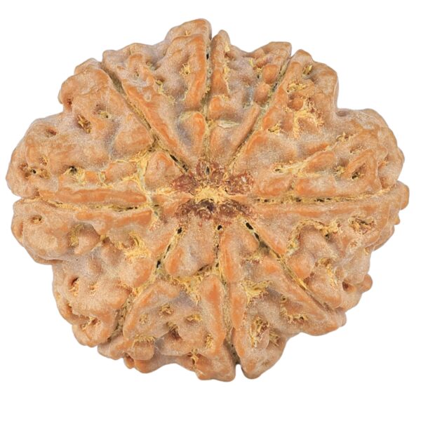 8 Mukhi Rudraksha 27.6mm 6.25gm - Rudraksha back