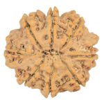 8 Mukhi Rudraksha 27.7mm 5.49gm - Rudraksha back
