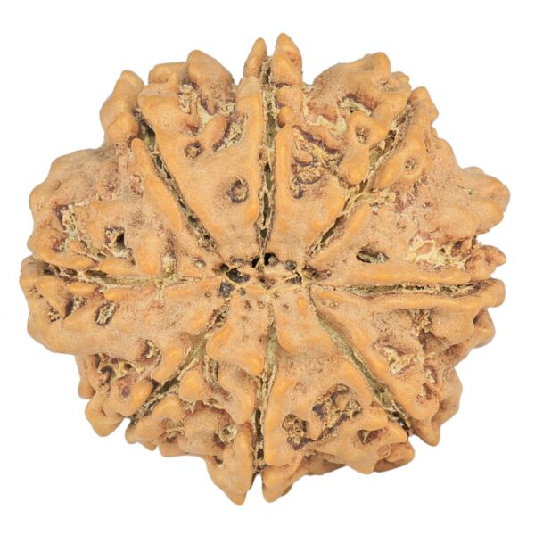 8 Mukhi Rudraksha 27.7mm 5.49gm - Rudraksha back