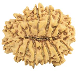 16 Mukhi Rudraksha 27.9mm 4.15gm - Rudraksha back