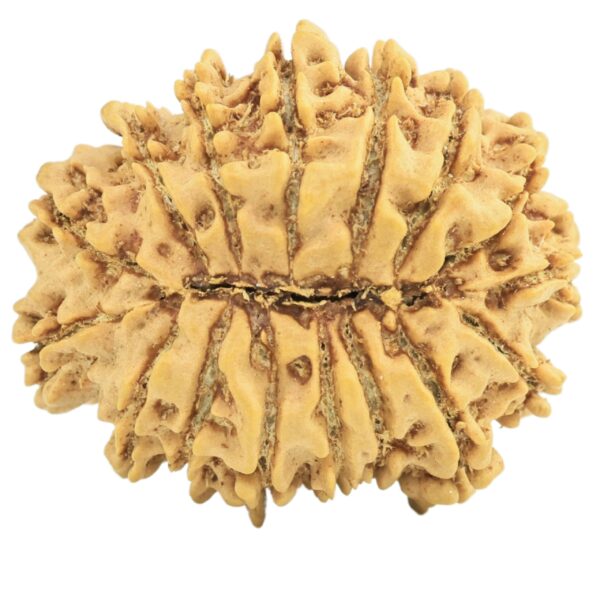 16 Mukhi Rudraksha 27.9mm 4.15gm - Rudraksha back