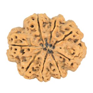 8 Mukhi Rudraksha 32.3mm 7.5gm - Rudraksha back