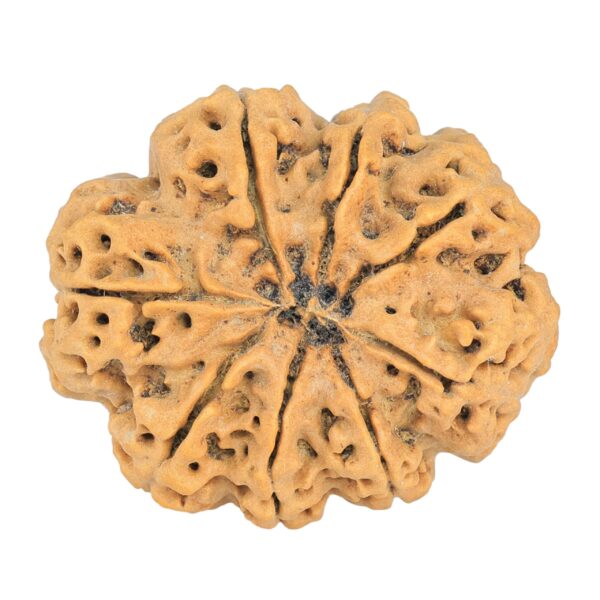 8 Mukhi Rudraksha 32.3mm 7.5gm - Rudraksha back