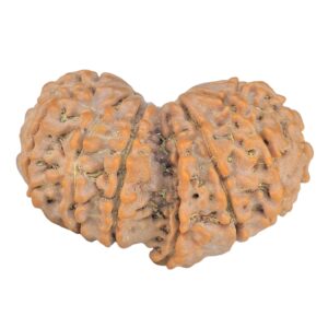 14 Mk Gaurishankar 30.6mm 4.9gm - Rudraksha back