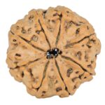 8 Mukhi Rudraksha 28.3mm 5.97gm - Rudraksha back