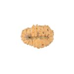 22 Mukhi Rudraksha 18.1mm 1.14gm - Rudraksha back