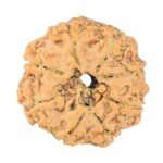 8 Mukhi Rudraksha 22.6mm 3.3gm - Rudraksha back