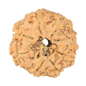 8 Mukhi Rudraksha 22.6mm 3.3gm - Rudraksha back