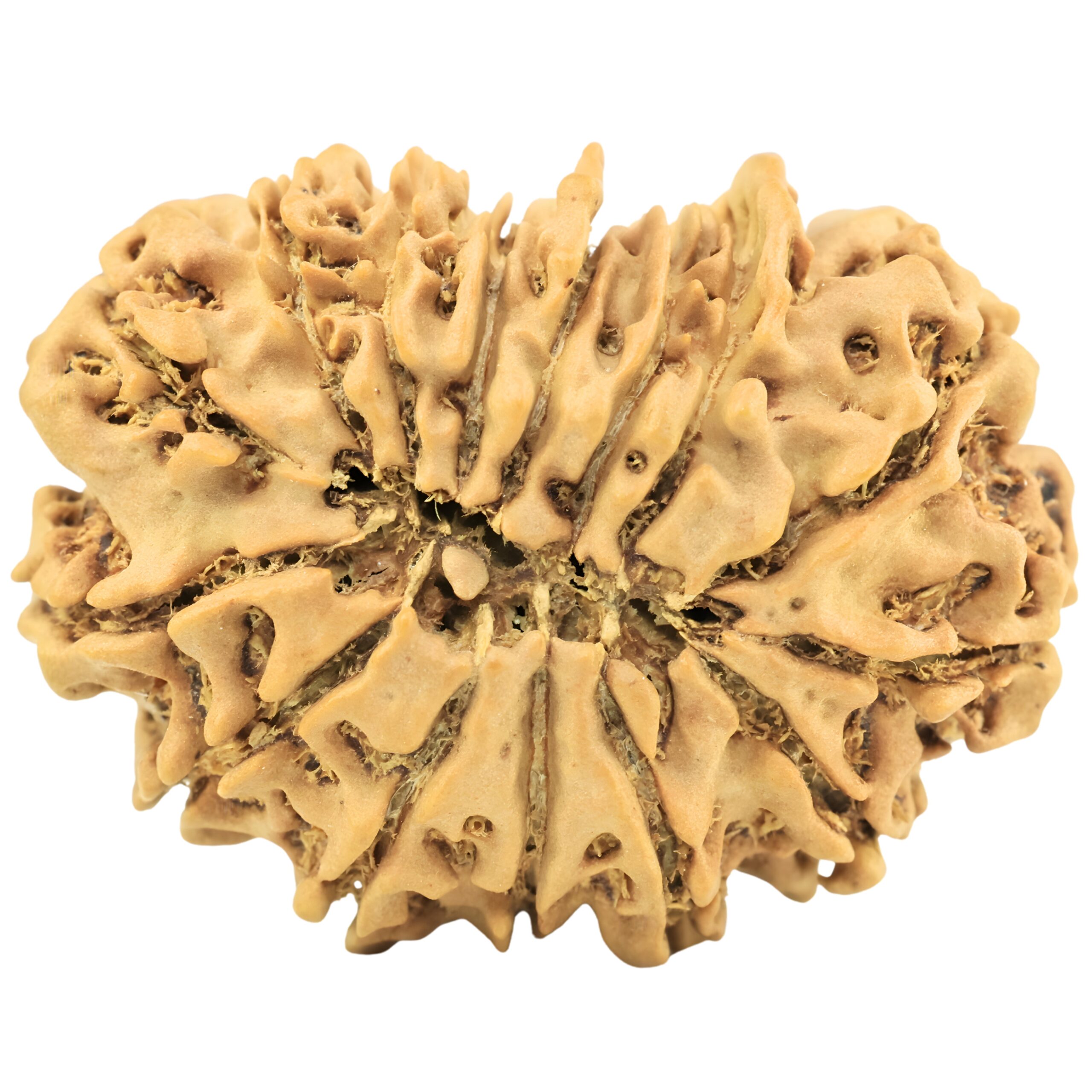 15 Mukhi Rudraksha 28.8mm 4gm - Rudraksha back