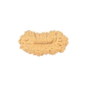 21 Mukhi Rudraksha 18.8mm 0.8gm - Rudraksha back