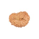 20 Mukhi Rudraksha 21.1mm 2gm - Rudraksha back