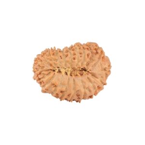 20 Mukhi Rudraksha 21.1mm 2gm - Rudraksha back