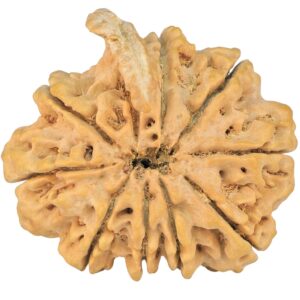 rudraksha_back_image-WwZ63.jpg 9 Mukhi Ganesh 33.8mm 8.15gm - Rudraksha back