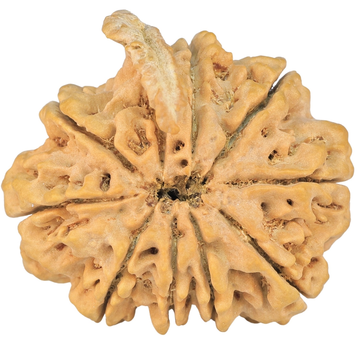 9 Mukhi Ganesh 33.8mm 8.15gm - Rudraksha back