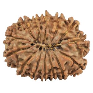 14 Mukhi Rudraksha 27.1mm 4.19gm - Rudraksha back