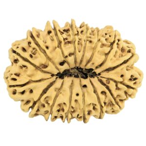 16 Mukhi Rudraksha 35.2mm 4.28gm - Rudraksha back