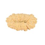 21 Mukhi Rudraksha 24.5mm 2.24gm - Rudraksha back