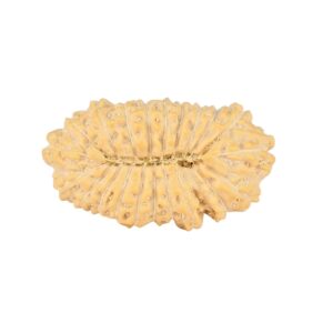 21 Mukhi Rudraksha 24.5mm 2.24gm - Rudraksha back