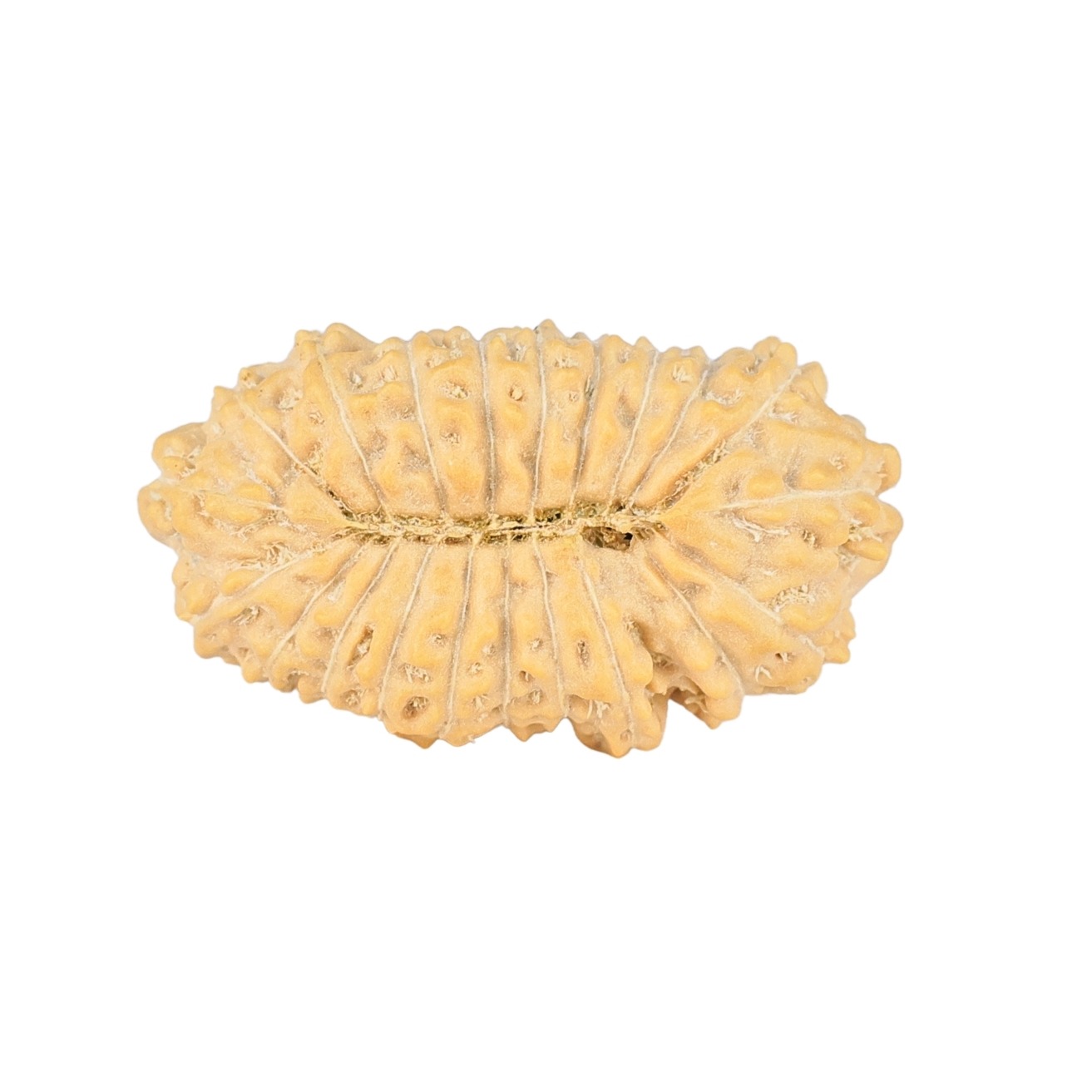 21 Mukhi Rudraksha 24.5mm 2.24gm - Rudraksha back
