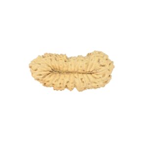 27 Mukhi Rudraksha 22.9mm 1gm - Rudraksha back