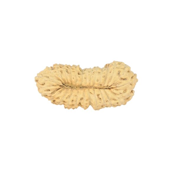 27 Mukhi Rudraksha 22.9mm 1gm - Rudraksha back