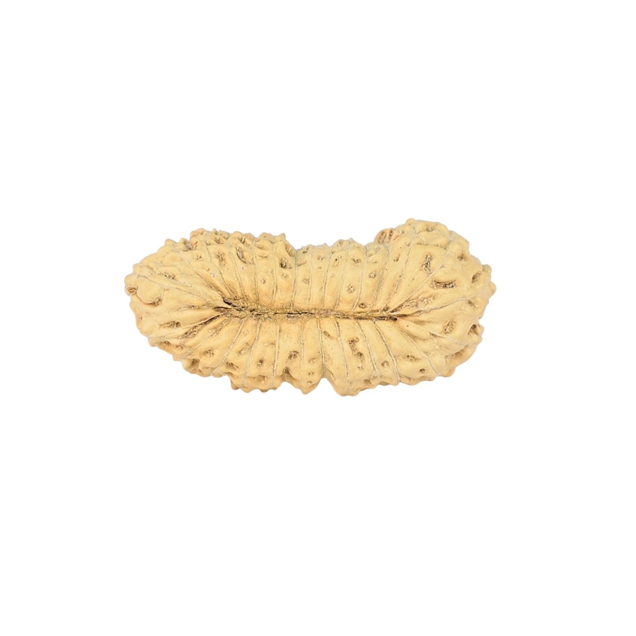 27 Mukhi Rudraksha 22.9mm 1gm - Rudraksha back