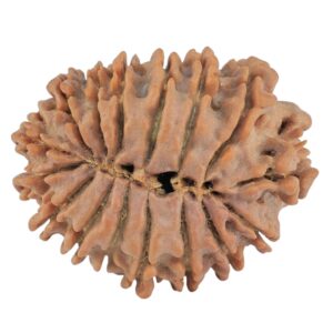 16 Mukhi Rudraksha 23.2mm 2.88gm - Rudraksha back