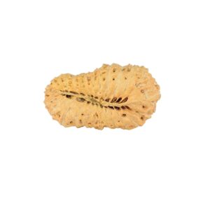 26 Mukhi Rudraksha 25.7mm 1.88gm - Rudraksha back