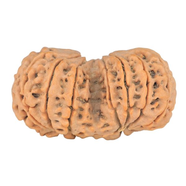 14 Mk Gaurishankar 38.4mm 8.58gm - Rudraksha back