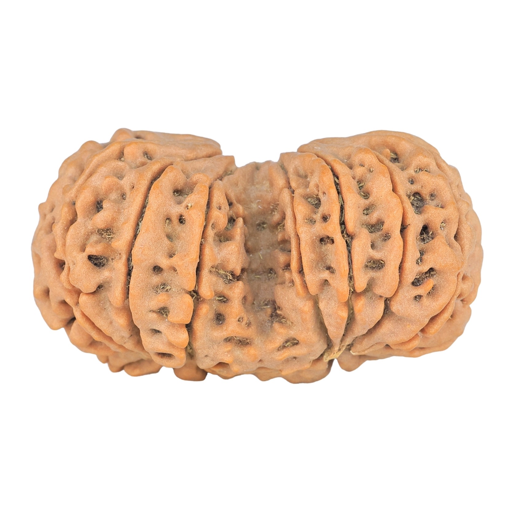 14 Mk Gaurishankar 38.4mm 8.58gm - Rudraksha back