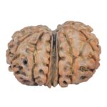 14 Mk Gaurishankar 21.4mm 2.26gm - Rudraksha back