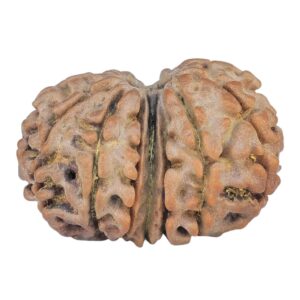 14 Mk Gaurishankar 21.4mm 2.26gm - Rudraksha back